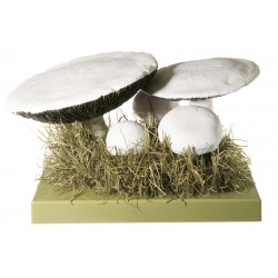 Gewone Weidechampignon Model