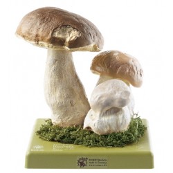 Gewoon Eekhoorntjesbrood Model