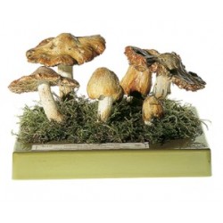 Giftige Vezelkop Model