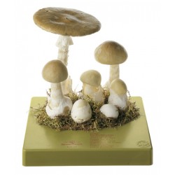 Groene Knolamaniet Model