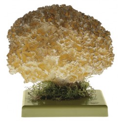 Grote Sponszwam Model