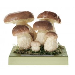 Model Gewoon Eekhoorntjesbrood, 6-delig