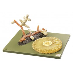 Model Grove Den Mycorrhiza