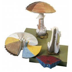Model Structuur Paddenstoel met Hoed