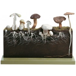 Paddestoelen, ontwikkeling, Somso