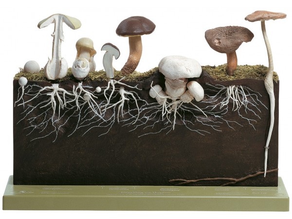 Paddestoelen, ontwikkeling, Somso