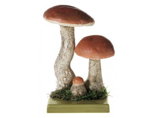 Rosse Populierboleet Model Rosse Populierboleet Model