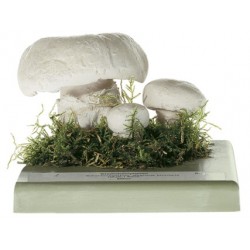 Straatchampignon Model