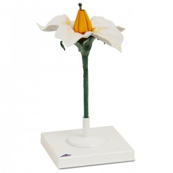 Aardappelbloem Model