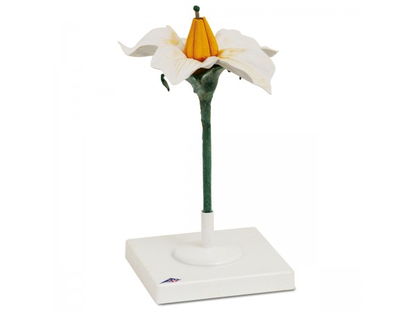 Aardappelbloem Model