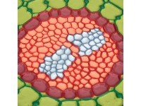 Absorptiezone Wortel Model