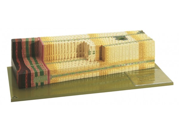Anatomisch Model Grenenhout