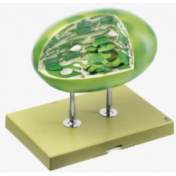 Chloroplast Model