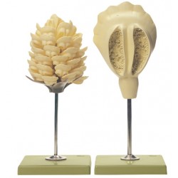 Dennenappel Model, mannelijk