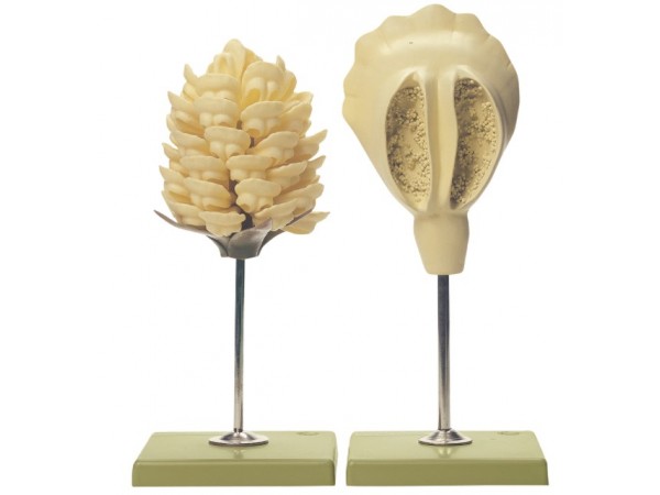 Dennenappel Model, mannelijk