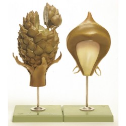 Dennenappel Model, vrouwelijk