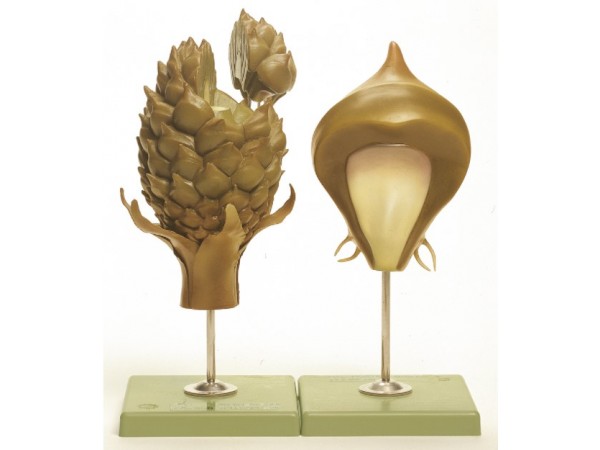 Dennenappel Model, vrouwelijk Dennenappel Model, vrouwelijk