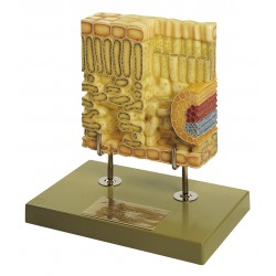 Doorsnede Blad van de Kerstroos