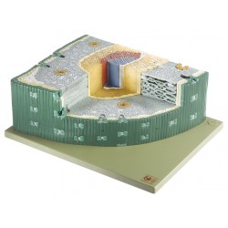 Doorsnede Dennennaald