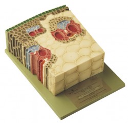 Doorsnede Maisstengel