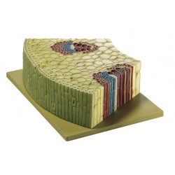 Doorsnede Stengel van de Kruipende Boterbloem