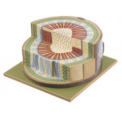 Doorsnede Stengel van de Winterlinde