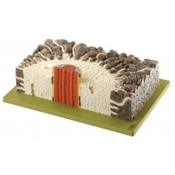 Doorsnede Wortel van de Scherpe Boterbloem