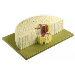 Doorsnede Wortel Sjalot