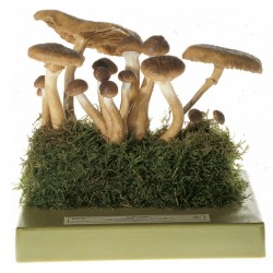 Echte Honingzwam Model