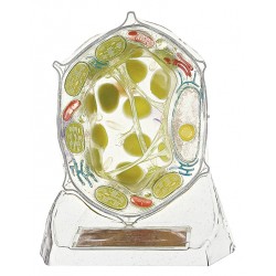 Geavanceerd Plantencel Model