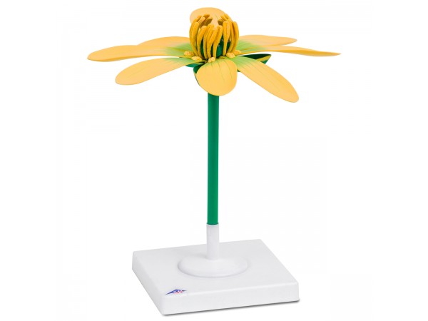 Gewoon Speenkruid Model