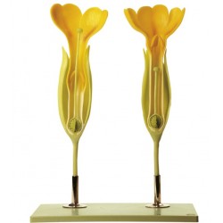 Gulden Sleutelbloem Model