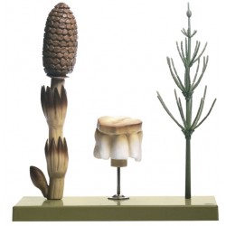 Heermoes Model, scheut