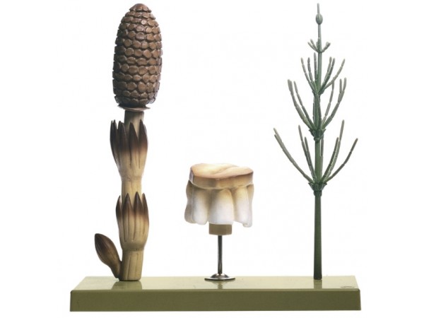 Heermoes Model, scheut