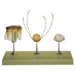 Heermoes Model, spore