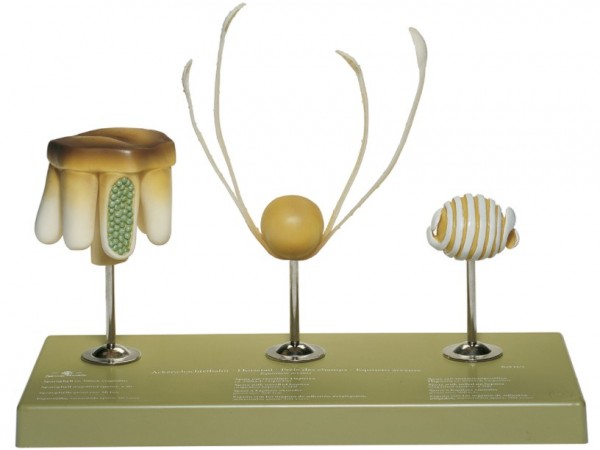 Heermoes Model, spore