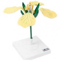 Herikbloem (wild rape, Sinapis arvsenis)