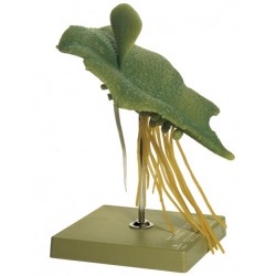 Mannetjesvaren Model, voorkiem