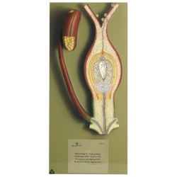 Model Bevruchting van Bedektzadigen