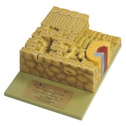 Model Blad van de Kerstroos