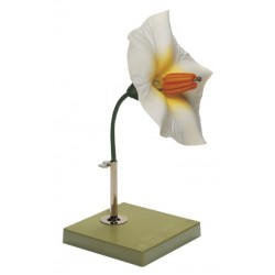 Model Bloem van de Aardappel