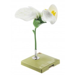 Model Bloem van de Erwt