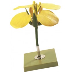 Model Bloem Koolzaad