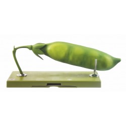 Model Hauw van de Erwt