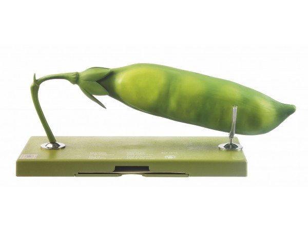 Model Hauw van de Erwt Model Hauw van de Erwt