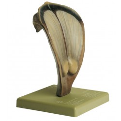 Model Schub Dennenappel