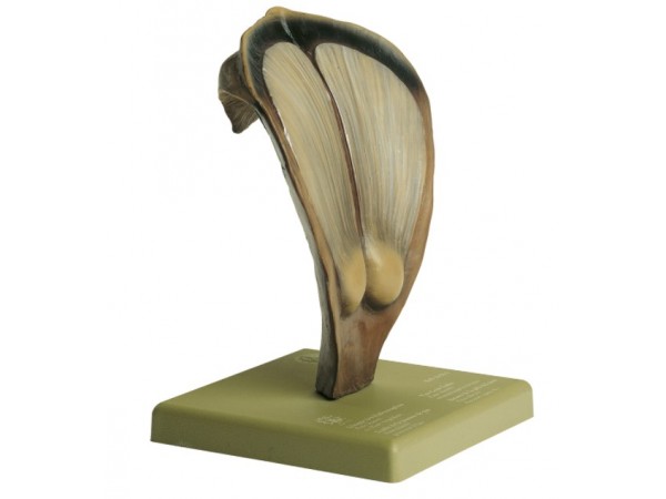 Model Schub Dennenappel Model Schub Dennenappel