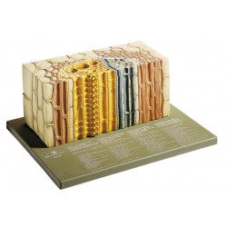 Model Vaatbundel van een Tweezaadlobbige Plant