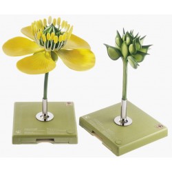 Modellenset Scherpe Boterbloem
