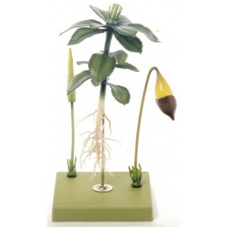 Model Mos, gametofyt met sporofyt